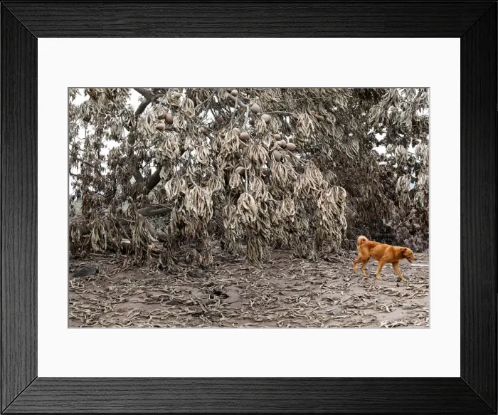 Framed Print : Pictures of the Year