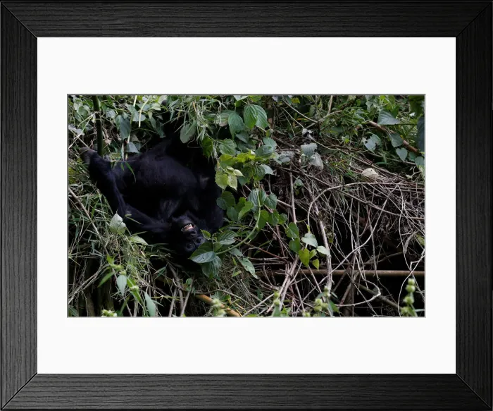 Framed Print : An endangered baby high mountain gorilla from the Sabyinyo family plays inside the forest