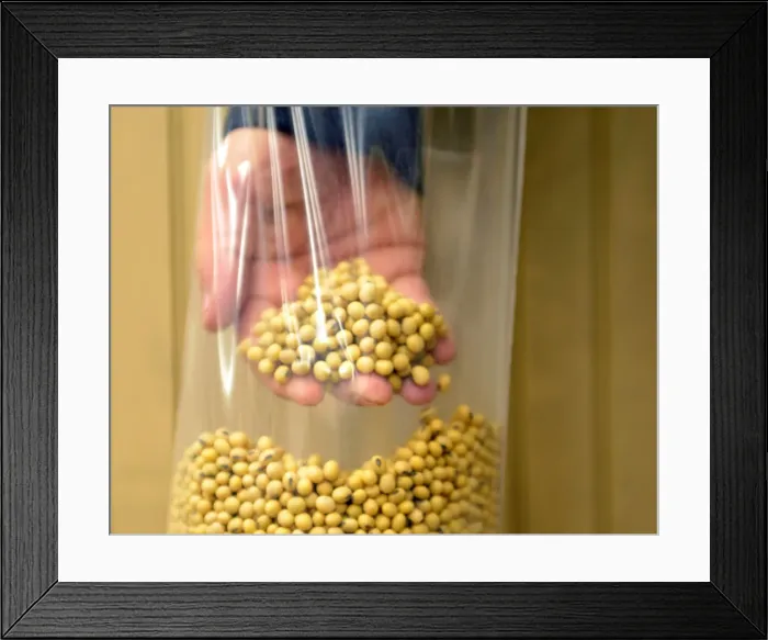Framed Print : A sample of clean, processed soybeans at Peterson Farms Seed facility in Fargo