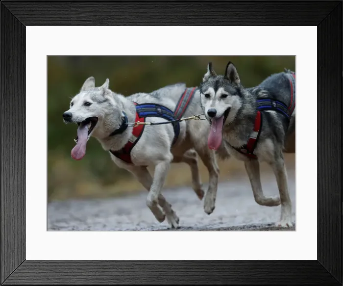 Framed Print : A sled dog team pull a rig during the Aviemore Sled Dog Rally in Aviemore, Scotland Framed Print : A sled dog team pull a rig during the Aviemore Sled Dog Rally in Aviemore, Scotland