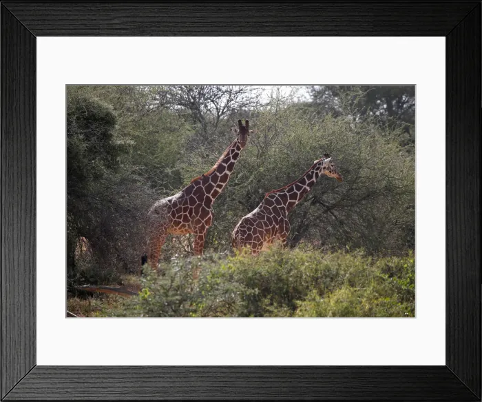 Framed Print : Reticulated giraffes graze at the Mpala Research Centre in Laikipia County Framed Print : Reticulated giraffes graze at the Mpala Research Centre in Laikipia County