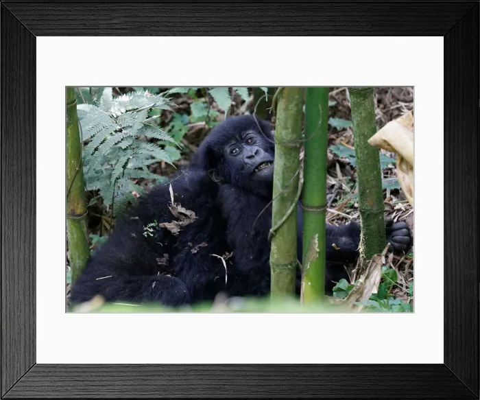 Framed Print : Endangered high mountain gorillas from Sabyinyo family are seen inside a forest Framed Print : Endangered high mountain gorillas from Sabyinyo family are seen inside a forest