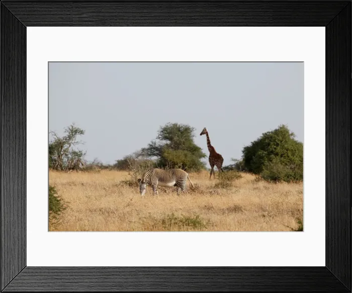 Framed Print : Grevys zebra grazes at the Mpala research centre in Laikipia County Framed Print : Grevys zebra grazes at the Mpala research centre in Laikipia County