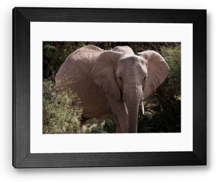 Framed Print : An elephant walks through the bush at the Mpala Research Centre in Laikipia County Framed Print : An elephant walks through the bush at the Mpala Research Centre in Laikipia County