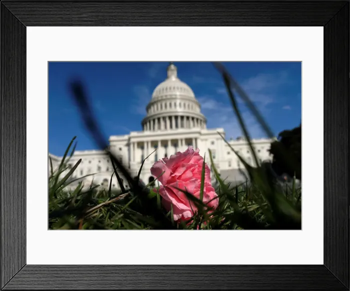 Framed Print : A pink carnation flower laid by activists rests on the West Lawn of the U. S