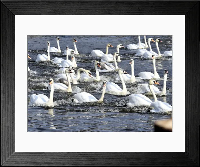 Framed Print : Swans swim on the city lake Alster after they were released from winter quarters in