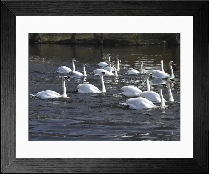 Framed Print : Swans swim on the city lake Alster after they were released from winter quarters in