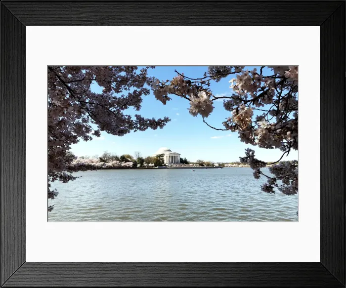 Framed Print : The Jefferson Memorial in Washington is pictured with the Tidal Basin