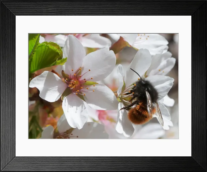 Framed Print : A bee collects pollen from blossoms in a public garden in Vienna Framed Print : A bee collects pollen from blossoms in a public garden in Vienna