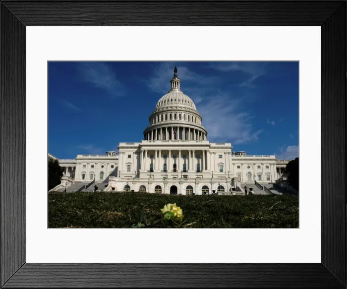 Framed Print : A yellow carnation flower laid by activists rests on the West lawn of the U. S Framed Print : A yellow carnation flower laid by activists rests on the West lawn of the U. S