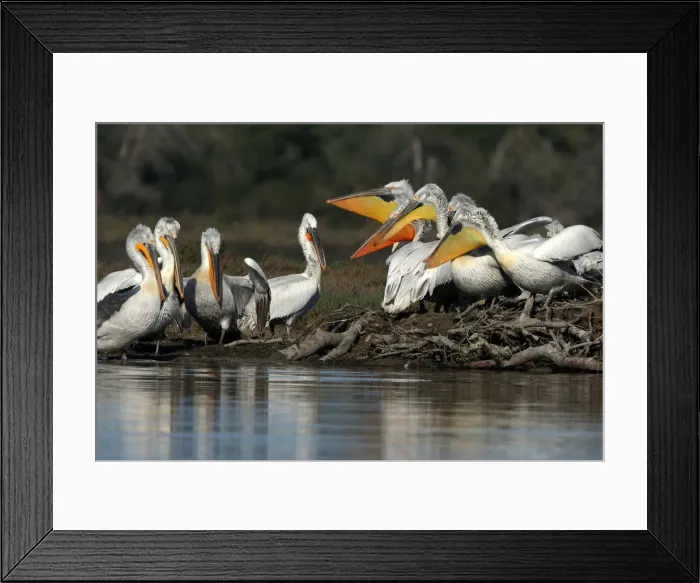 Framed Print : Dalmatian Pelicans (Pelecanus crispus) are pictured in the Divjake-Karavasta lagoon Framed Print : Dalmatian Pelicans (Pelecanus crispus) are pictured in the Divjake-Karavasta lagoon