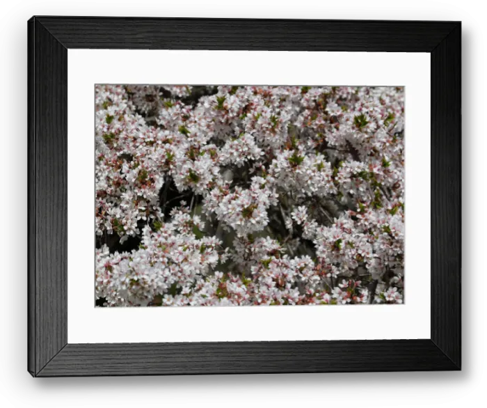 Framed Print : Blossoms are seen in a public garden in Vienna Framed Print : Blossoms are seen in a public garden in Vienna