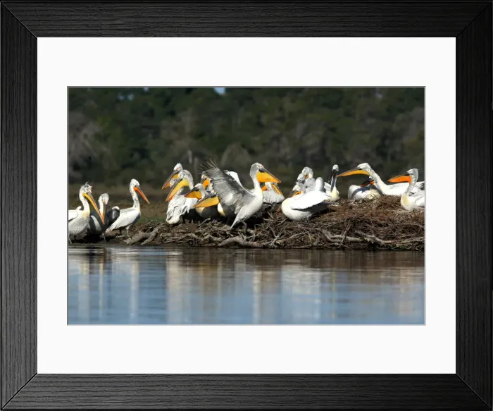 Framed Print : Dalmatian Pelicans (Pelecanus crispus) are pictured in the Divjake-Karavasta lagoon Framed Print : Dalmatian Pelicans (Pelecanus crispus) are pictured in the Divjake-Karavasta lagoon