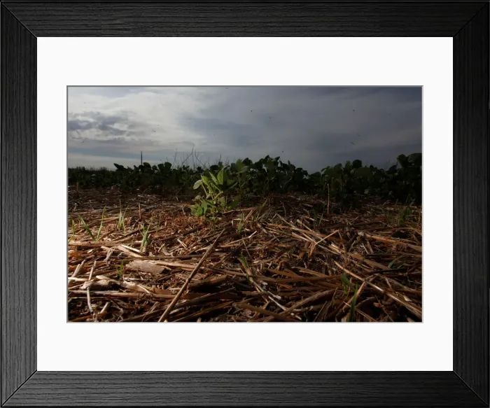 Framed Print : Soy plants are seen in a drought-affected farm near Chivilcoy Framed Print : Soy plants are seen in a drought-affected farm near Chivilcoy