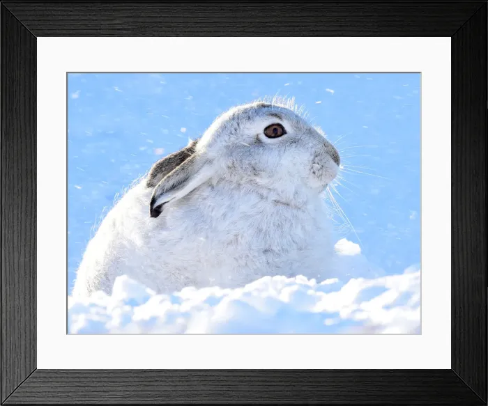 Framed Print : A mountain hare shelters from the snow on the top plateau of a mountain in the Cairngorms
