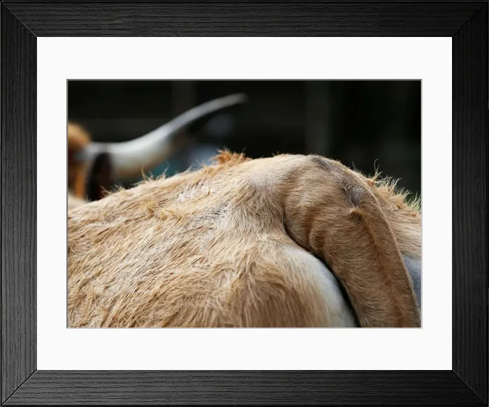 Framed Print : An Aubrac breed cow is pictured in a barn in Curieres Framed Print : An Aubrac breed cow is pictured in a barn in Curieres