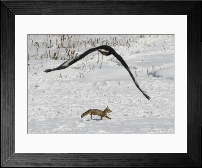 Framed Print : A tamed golden eagle chases a fox during an annual hunters competition at Almaty Framed Print : A tamed golden eagle chases a fox during an annual hunters competition at Almaty