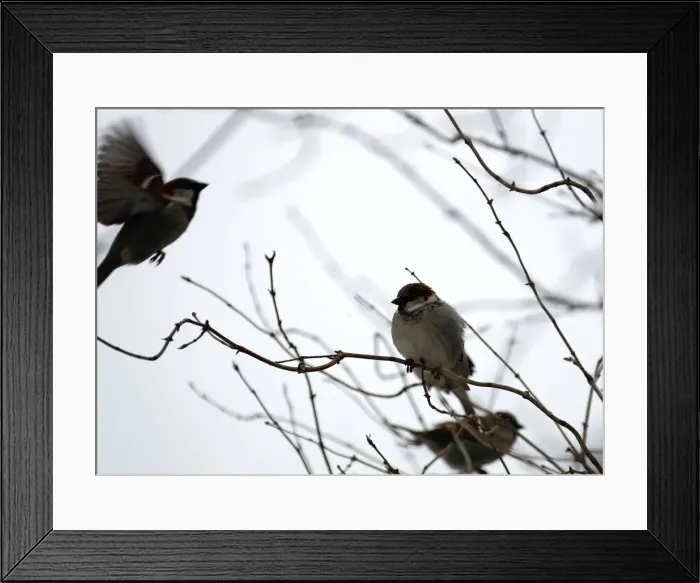 Framed Print : Sparrows are pictured during snowfall in the grounds of the Charlottenburg Palace in