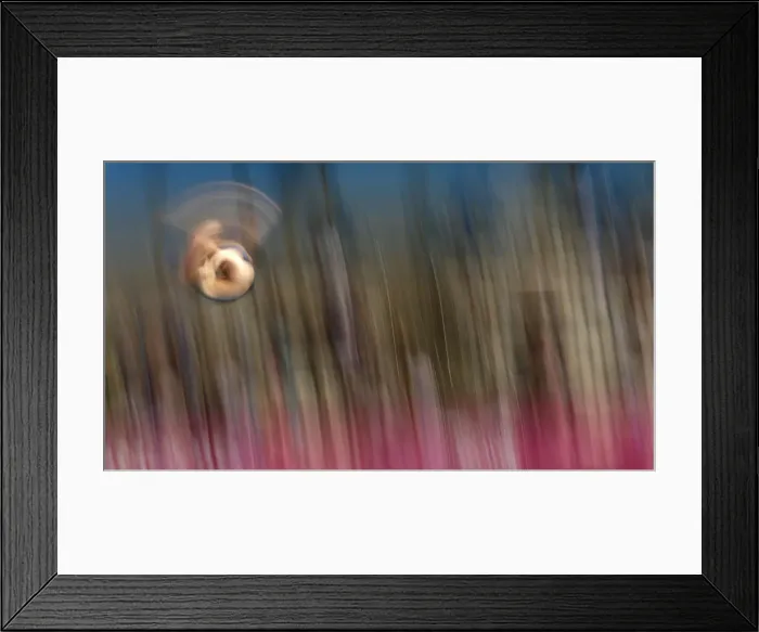 Framed Print : Swimming- European Aquatics Elite Championships- Diving team event- London Framed Print : Swimming- European Aquatics Elite Championships- Diving team event- London