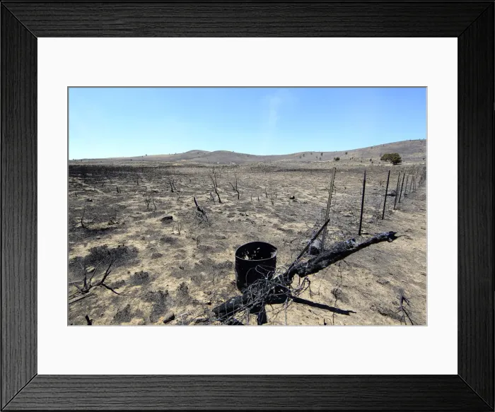 Framed Print : A burnt fence leans over in the aftermath of the Wood Hollow Fire north of Fairview Framed Print : A burnt fence leans over in the aftermath of the Wood Hollow Fire north of Fairview