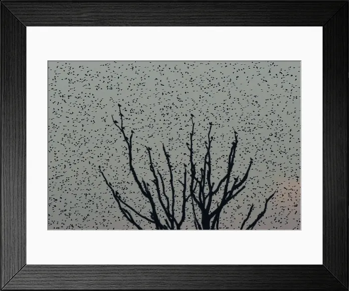 Framed Print : Large flocks of starlings fly at dusk over the Somerset Levels near Glastonbury Framed Print : Large flocks of starlings fly at dusk over the Somerset Levels near Glastonbury