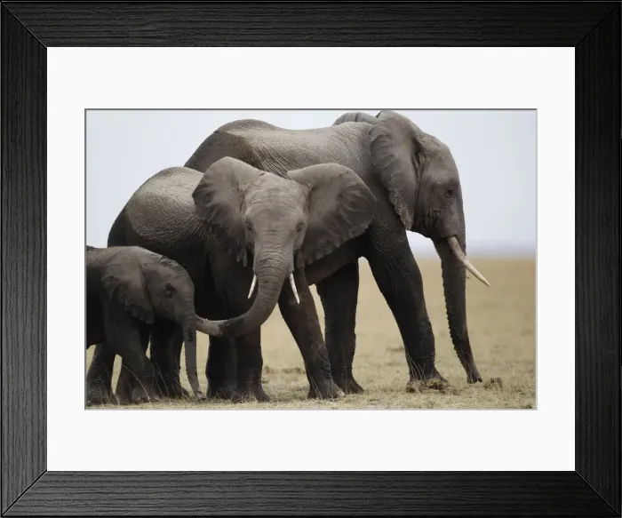 Framed Print : A family of elephants walks after cooling themselves in a pond during a census Framed Print : A family of elephants walks after cooling themselves in a pond during a census