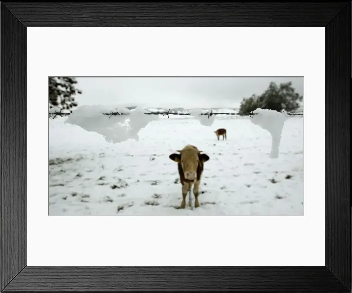 Framed Print : A cow stands in a snow covered field near Murnau Framed Print : A cow stands in a snow covered field near Murnau