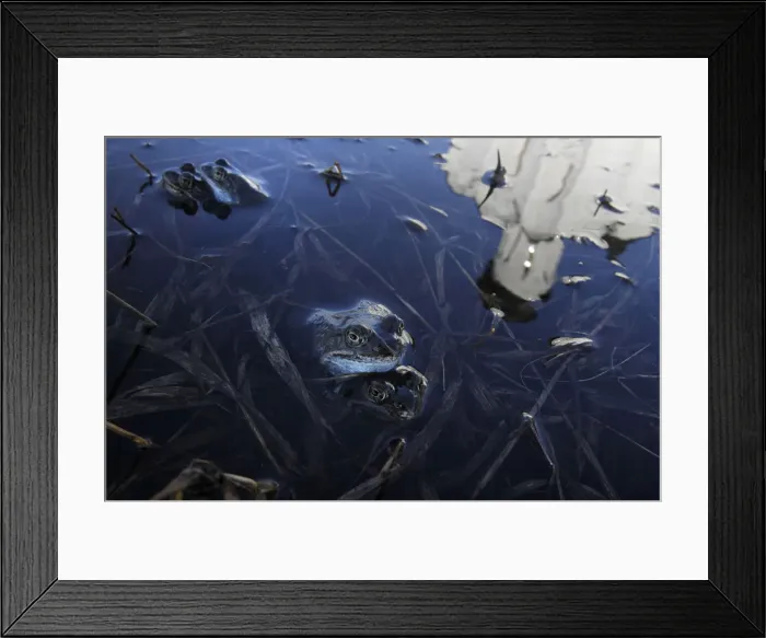 Framed Print : The Church of Pokrov on Nerli is reflected in a pool of floodwater as frogs mate in