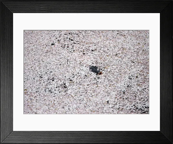 Framed Print : A carp swims in the Chidorigafuchi moat covered with petals of cherry blossoms in Tokyo Framed Print : A carp swims in the Chidorigafuchi moat covered with petals of cherry blossoms in Tokyo