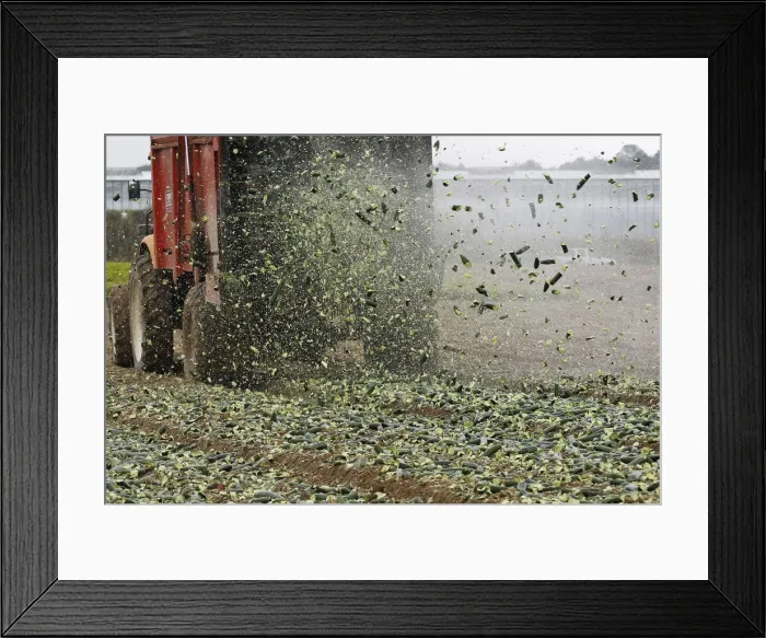 Framed Print : Cucumbers are spread on a field as fertilizer by French farmers who are unable to sell Framed Print : Cucumbers are spread on a field as fertilizer by French farmers who are unable to sell