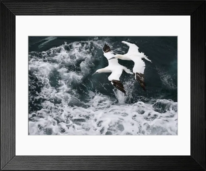 Framed Print : Two Northern Gannet fly over the waves as a fishing trawler makes it way off the coast of Framed Print : Two Northern Gannet fly over the waves as a fishing trawler makes it way off the coast of