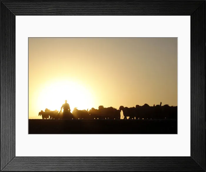 Framed Print : A Turkish herdsman walks with his goats at sunset on the Turkish-Syrian border near Framed Print : A Turkish herdsman walks with his goats at sunset on the Turkish-Syrian border near