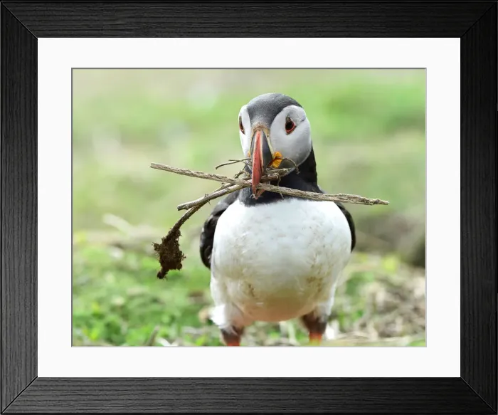 Framed Print : An Atlantic Puffin collects twigs for its nest in a burrow on the island of Skomer