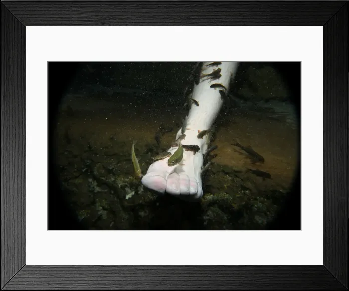 Framed Print : Garra rufa obtusas, also known as doctor fish, swim around the foot of a man as he