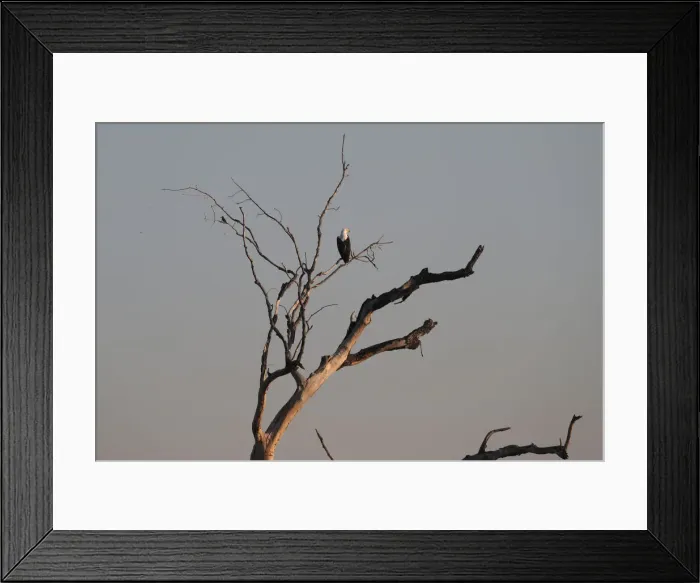 Framed Print : A fish eagle sits above waters flowing into the Okavango Delta Framed Print : A fish eagle sits above waters flowing into the Okavango Delta