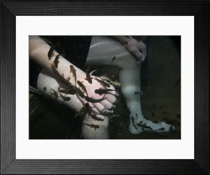 Framed Print : Garra rufa obtusas, also known as doctor fish, swim around the body of a man as he