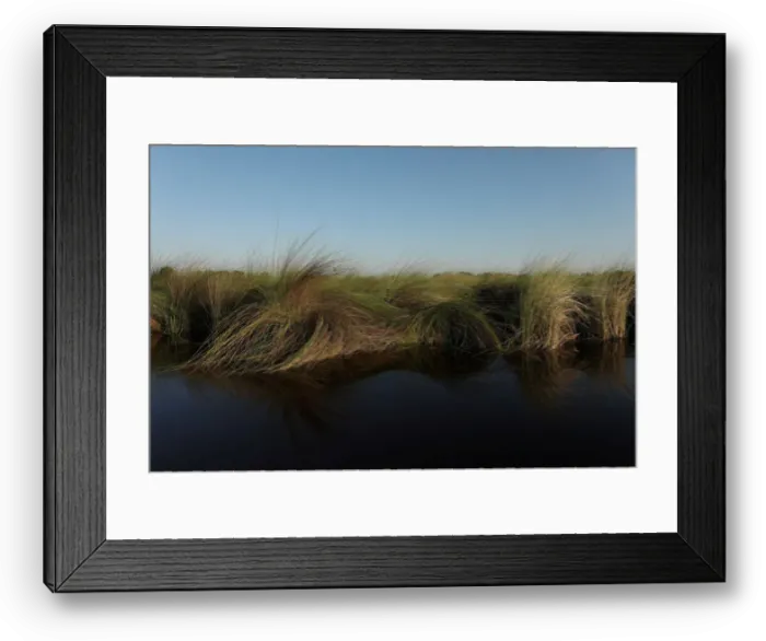 Framed Print : Reeds sit as waters begin to fill the Okavango Delta