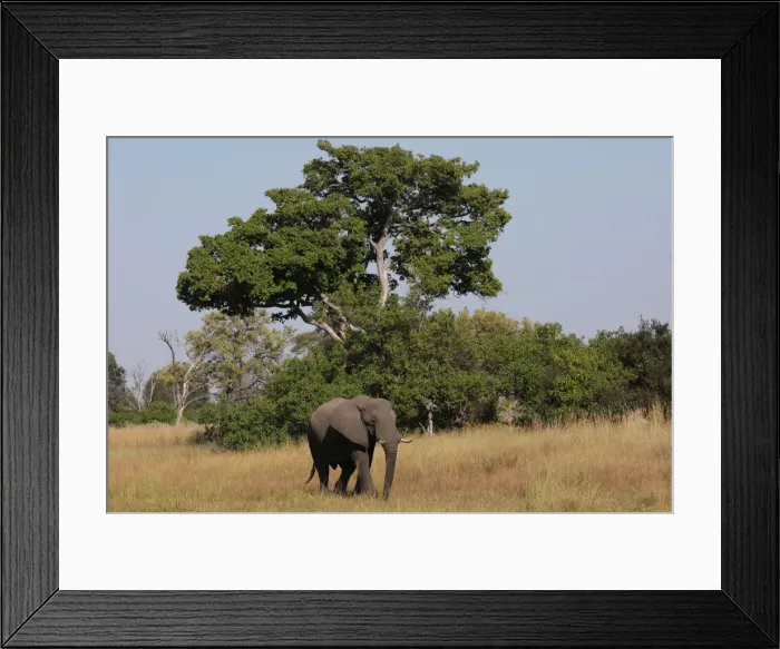 Framed Print : A young bull elephant is seen in the Okavango Delta