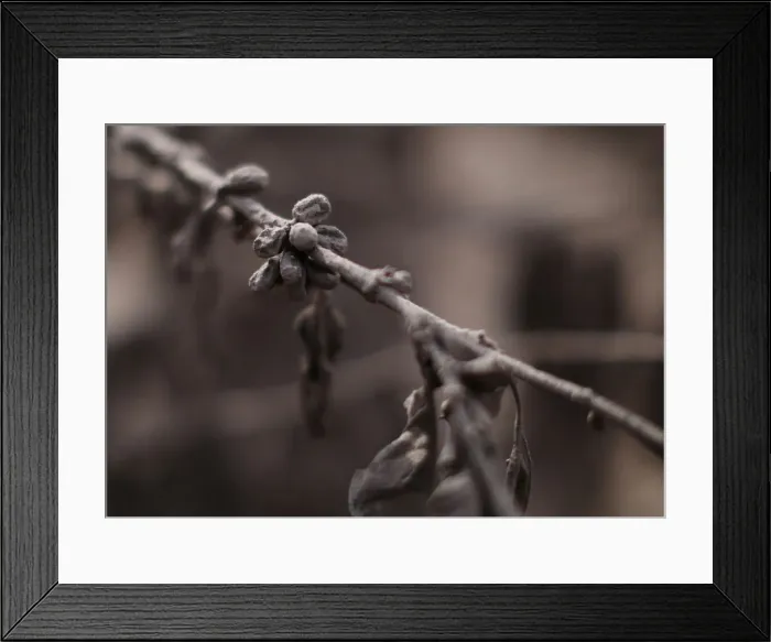 Framed Print : Coffee plants, covered in ash after the eruption of the Fuego volcano Framed Print : Coffee plants, covered in ash after the eruption of the Fuego volcano