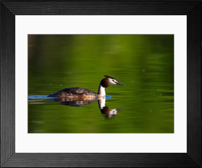 Framed Print : A great crested grebe swims in a lake near the the town of Vileika Framed Print : A great crested grebe swims in a lake near the the town of Vileika