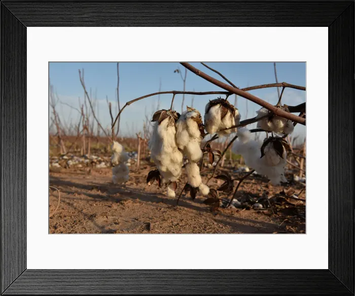 Framed Print : Cotton left over from last years harvest is seen in a field near Wakita, Oklahoma
