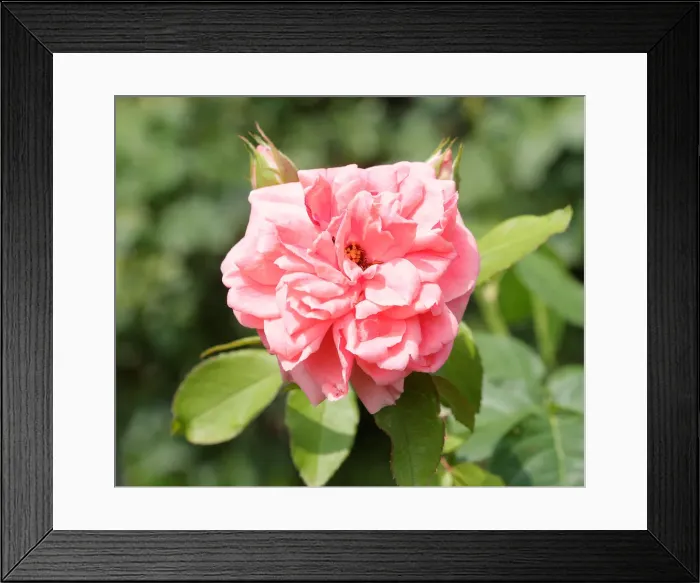 Framed Print : A rose is seen in a public garden in Vienna Framed Print : A rose is seen in a public garden in Vienna