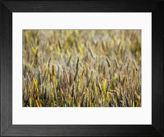 Framed Print : Ears of wheat are seen in a wheat field in Mouchamps Framed Print : Ears of wheat are seen in a wheat field in Mouchamps