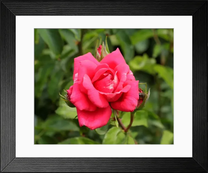 Framed Print : A rose is seen in a public garden in Vienna Framed Print : A rose is seen in a public garden in Vienna