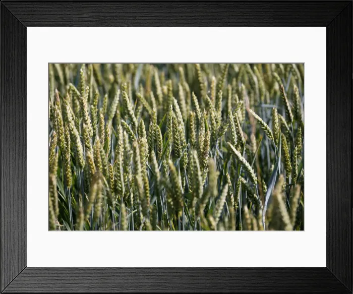 Framed Print : Ears of wheat are seen in a wheat field in Mouchamps