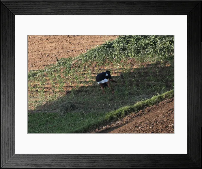 Framed Print : A farmer works at a rice field on the outskirts of Cairo
