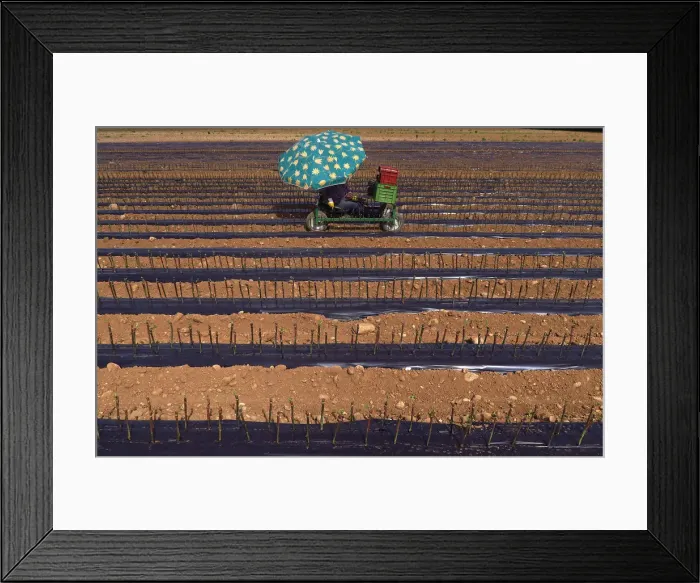 Framed Print : A worker sitting on a cart plants vines of Cabernet Sauvignon grapes in a field on Framed Print : A worker sitting on a cart plants vines of Cabernet Sauvignon grapes in a field on