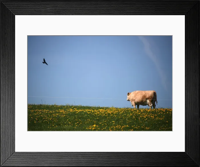 Framed Print : A cow stands in a field in Reitham near Warngau Framed Print : A cow stands in a field in Reitham near Warngau