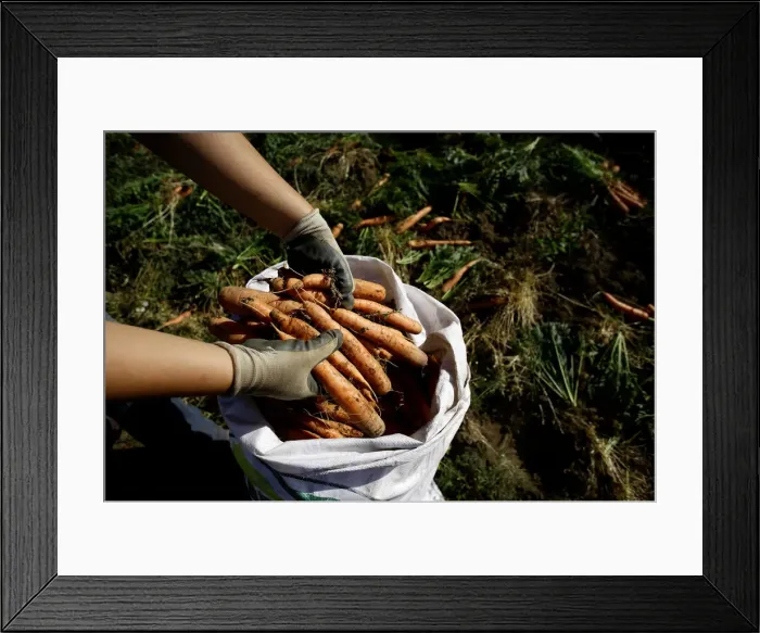Framed Print : A farmer collects carrots during harvest season at a plantation in Cartago, Costa Rica Framed Print : A farmer collects carrots during harvest season at a plantation in Cartago, Costa Rica