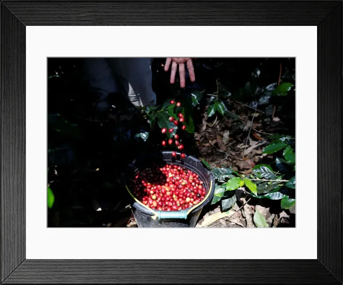 Framed Print : A worker harvests arabica coffee cherries at a plantation near Pangalengan, West Java Framed Print : A worker harvests arabica coffee cherries at a plantation near Pangalengan, West Java